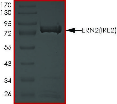 ERN2 (IRE2), Active PRECISIO&#174; Kinase, recombinant