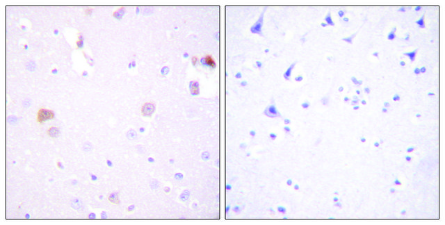 Anti-PLD1 antibody produced in rabbit affinity isolated antibody