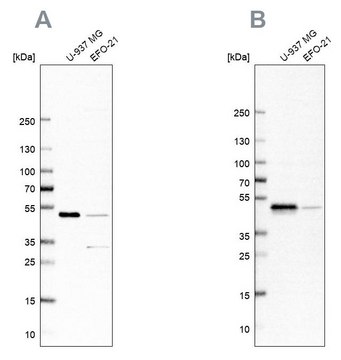 Anti-RCC1 antibody produced in rabbit Prestige Antibodies&#174; Powered by Atlas Antibodies, affinity isolated antibody, buffered aqueous glycerol solution, ab2