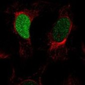 Anti-H1-1 antibody produced in rabbit Prestige Antibodies® Powered by Atlas Antibodies, affinity isolated antibody, buffered aqueous glycerol solution