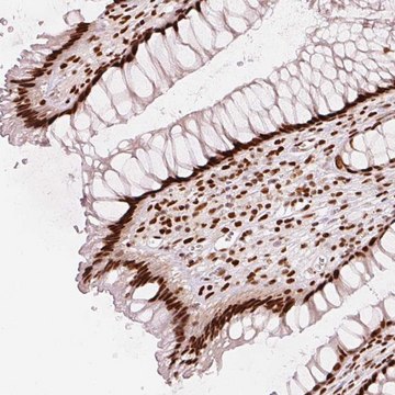 Anti-NXF1 antibody produced in rabbit Prestige Antibodies&#174; Powered by Atlas Antibodies, affinity isolated antibody, buffered aqueous glycerol solution