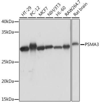 Anti-PSMA3 Antibody, clone 7X8W9, Rabbit Monoclonal