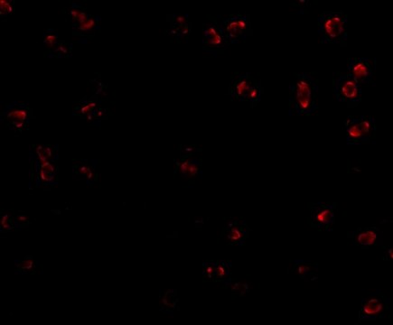 Anti-Integrin alpha 4 antibody produced in rabbit affinity isolated antibody