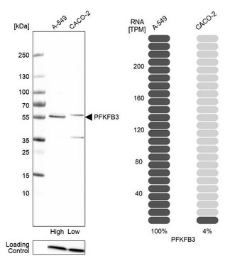 Anti-PFKFB3 antibody produced in rabbit Prestige Antibodies&#174; Powered by Atlas Antibodies, affinity isolated antibody, buffered aqueous glycerol solution