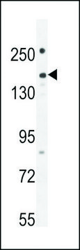 ANTI-PKHG1 (C-TERMINAL) antibody produced in rabbit affinity isolated antibody, buffered aqueous solution