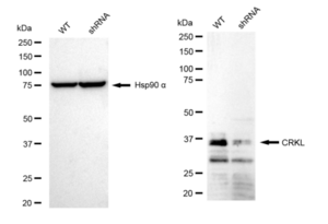 KD-Validated Anti CRKL Antibody, clone 23GB4735, Rabbit Monoclonal clone 23GB4735, recombinant rabbit monoclonal, expressed in HEK293 cells