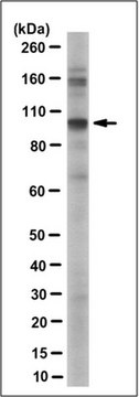 Anti-PTPN22 Antibody, clone 3B3.1 culture supernatant, clone 3B3.1, from mouse