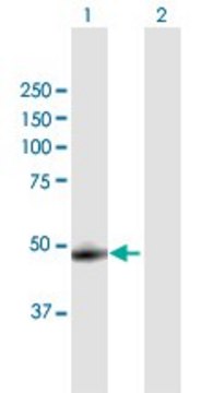 Anti-CTSA antibody produced in mouse purified immunoglobulin, buffered aqueous solution