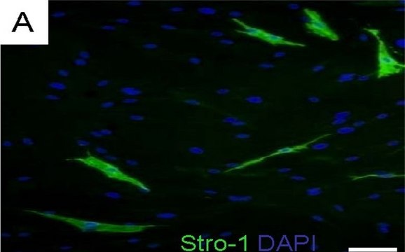 Anti-STRO-1 Antibody, clone STRO-1 ascites fluid, clone STRO-1, Chemicon&#174;