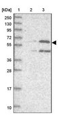 Anti-UNC93B1 antibody produced in rabbit Prestige Antibodies® Powered by Atlas Antibodies, affinity isolated antibody, buffered aqueous glycerol solution