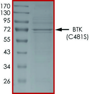 BTK (C481S), Active PRECISIO&#174; Kinase, recombinant