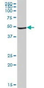 Anti-INPP1 antibody produced in mouse IgG fraction of antiserum, buffered aqueous solution