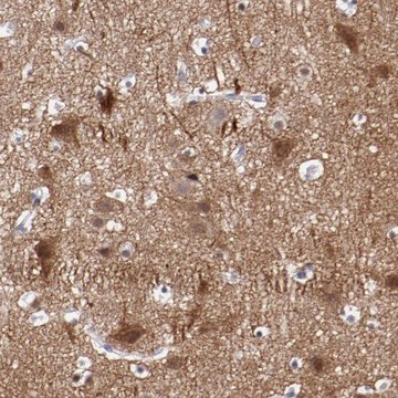 Anti-NRXN3 antibody produced in rabbit Prestige Antibodies&#174; Powered by Atlas Antibodies, affinity isolated antibody, buffered aqueous glycerol solution