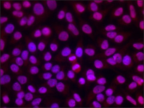 Anti-dimethyl, phospho-Histone H1.4 (diMe-Lys26, pSer27) antibody produced in rabbit ~1.5&#160;mg/mL, affinity isolated antibody, buffered aqueous solution