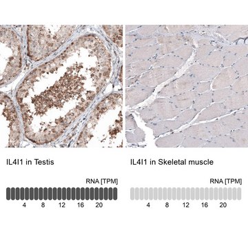 Monoclonal Anti-IL4I1 antibody produced in mouse Prestige Antibodies&#174; Powered by Atlas Antibodies, clone CL9071, purified immunoglobulin, buffered aqueous glycerol solution