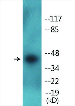 Anti-phospho-CDK9 (pThr186) antibody produced in rabbit affinity isolated antibody