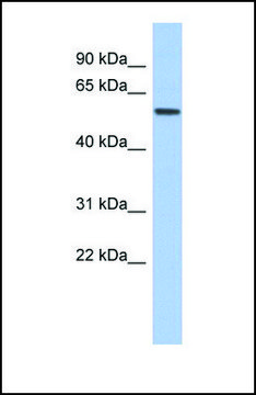 Anti-EBF2 antibody produced in rabbit affinity isolated antibody