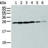 Anti-ZMAT2 affinity isolated antibody