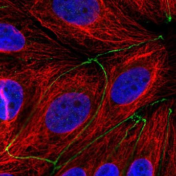 Anti-TMEM186 antibody produced in rabbit Prestige Antibodies&#174; Powered by Atlas Antibodies, affinity isolated antibody