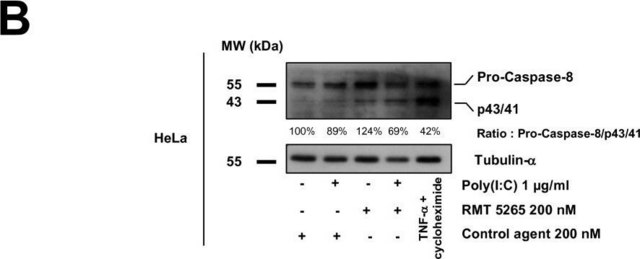 Monoclonal Anti-&#945;-Tubulin antibody produced in mouse ascites fluid, clone B-5-1-2