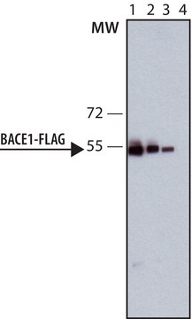 Monoclonal Anti-FLAG-Peroxidase antibody produced in rat 2-4&#160;mg/mL, clone 6F7, purified immunoglobulin