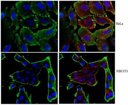 Anti-Protein Spindly Antibody, clone 9D10.2 clone 9D10.2, from mouse