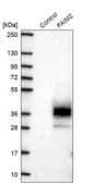 Anti-FAIM2 antibody produced in rabbit Prestige Antibodies® Powered by Atlas Antibodies, affinity isolated antibody, buffered aqueous glycerol solution
