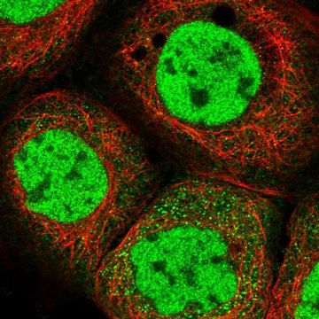 Anti-POLR2B antibody produced in rabbit Prestige Antibodies&#174; Powered by Atlas Antibodies, affinity isolated antibody, buffered aqueous glycerol solution