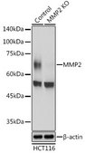 Anti- MMP2 antibody produced in rabbit