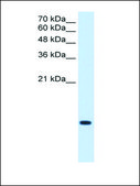 Anti-C3ORF10 antibody produced in rabbit IgG fraction of antiserum