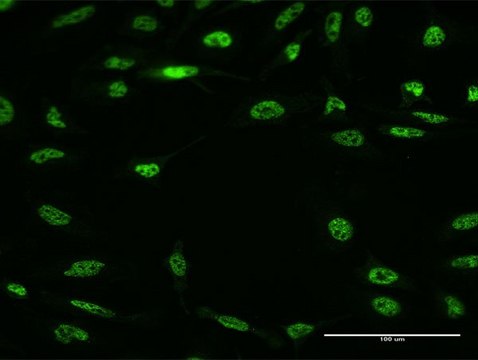 Monoclonal Anti-RBM5 antibody produced in mouse clone 3G6, purified immunoglobulin, buffered aqueous solution