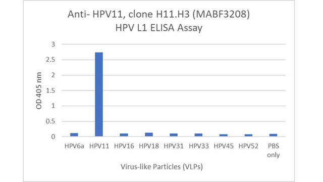 Anti-HPV11 Antibody, clone H11.H3