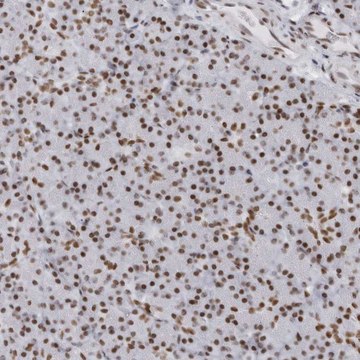 Anti-HP1BP3 antibody produced in rabbit Prestige Antibodies&#174; Powered by Atlas Antibodies, affinity isolated antibody, buffered aqueous glycerol solution