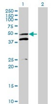 Anti-MRPS5 antibody produced in mouse purified immunoglobulin, buffered aqueous solution