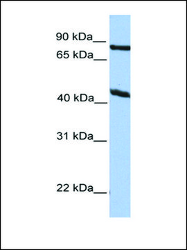 Anti-KCNK4 antibody produced in rabbit affinity isolated antibody