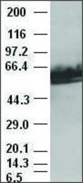 Monoclonal Anti-c-Myc antibody produced in mouse clone 1A6, purified immunoglobulin, buffered aqueous glycerol solution