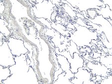 Anti-ARAP1 (C-terminal) antibody produced in goat affinity isolated antibody, buffered aqueous solution