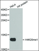 Anti-Histone H4K20me1 antibody produced in rabbit affinity isolated antibody