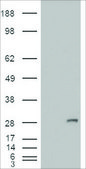 Anti-IGFBP6 antibody produced in goat affinity isolated antibody, buffered aqueous solution