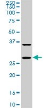 Monoclonal Anti-CITED1 antibody produced in mouse clone 6E12, purified immunoglobulin, buffered aqueous solution