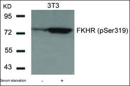 Anti-phospho-FOXO1 (pSer319) antibody produced in rabbit affinity isolated antibody