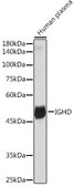 Anti-IGHD Antibody, clone 5M8U3, Rabbit Monoclonal