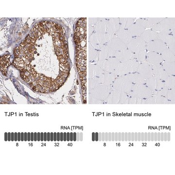 抗-TJP1 兔抗 Ab1, Prestige Antibodies&#174; Powered by Atlas Antibodies, affinity isolated antibody, buffered aqueous glycerol solution