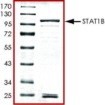 STAT1 &#946;, GST tagged human recombinant, expressed in baculovirus infected Sf9 cells, &#8805;70% (SDS-PAGE), buffered aqueous glycerol solution