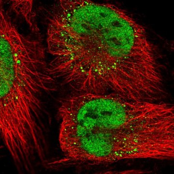 Anti-LIG1 antibody produced in rabbit Prestige Antibodies&#174; Powered by Atlas Antibodies, affinity isolated antibody