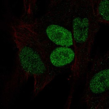 Anti-PRRX2 antibody produced in rabbit Prestige Antibodies&#174; Powered by Atlas Antibodies, affinity isolated antibody