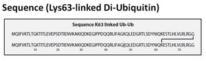 Di-Ubiquitin (Lys63-linked) Recombinant Protein Native K63 linked Di-Ubiquitin which can be used as a substrate for proteases that cleave the isopeptide linkage between two ubiquitin molecules.