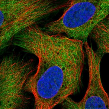 Anti-SEC16B antibody produced in rabbit Prestige Antibodies&#174; Powered by Atlas Antibodies, affinity isolated antibody