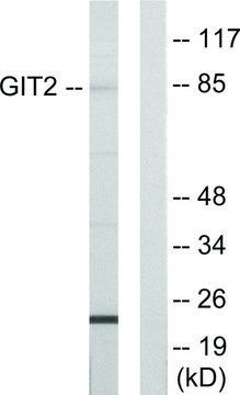 Anti-GIT2 antibody produced in rabbit affinity isolated antibody