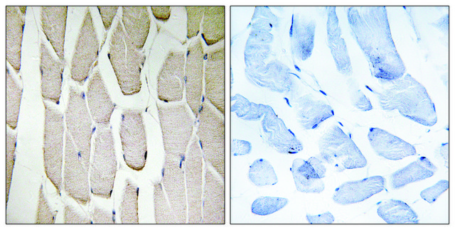 Anti-MARCH3 antibody produced in rabbit affinity isolated antibody